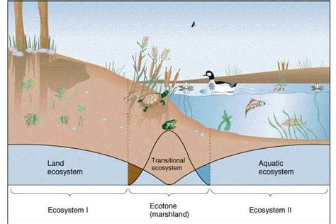 Ecotone: Edge Effect, Edge Species and Ecological Niche - PMF IAS