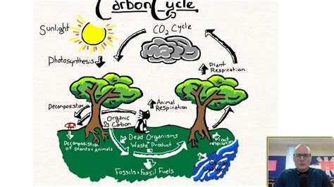 Matter Cycles in an Ecosystem - YouTube