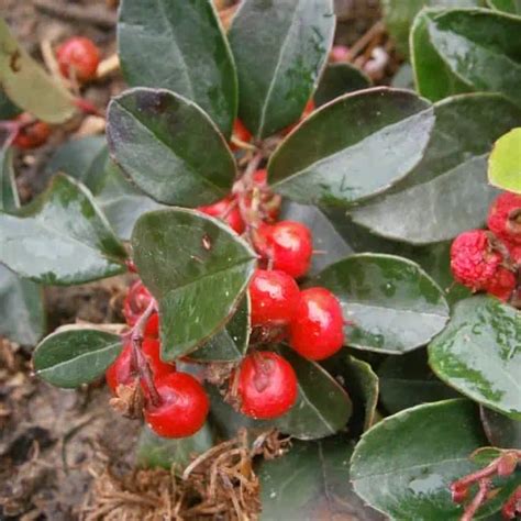 10 Winter Plants for Patios (Top Picks) - Pond Informer