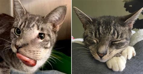 Cat with Tumor for Face Left To Die in Kill Shelter, Then Angels Give Her Second Chance