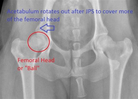 How Much Does Dog Hip Dysplasia Surgery Cost?