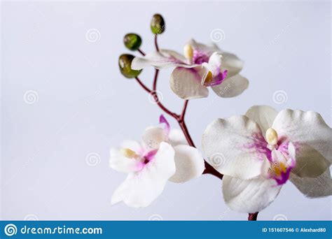 Orchid on White Background Art Decor Stock Photo - Image of tree, beauty: 151607546