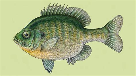 Draw a Fish: Pen and Ink Drawing with Digital Painting