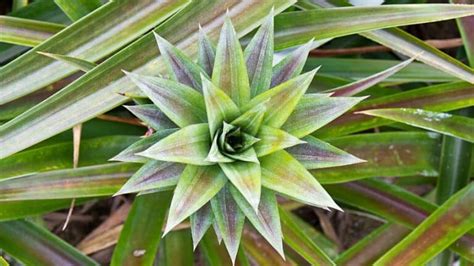 How to Grow Pineapple Seeds — A Pineapple From Seed