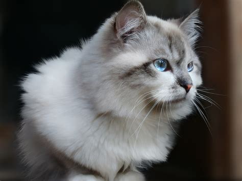 White and gray Persian cat HD wallpaper | Wallpaper Flare