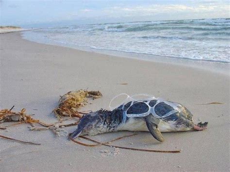 This is what plastic does to ocean life, it is insane - Nexus Newsfeed