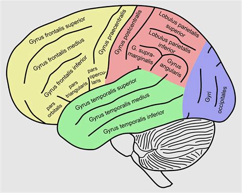 Precentral Sulcus, precentral Gyrus, middle Frontal Gyrus, Lateral ...