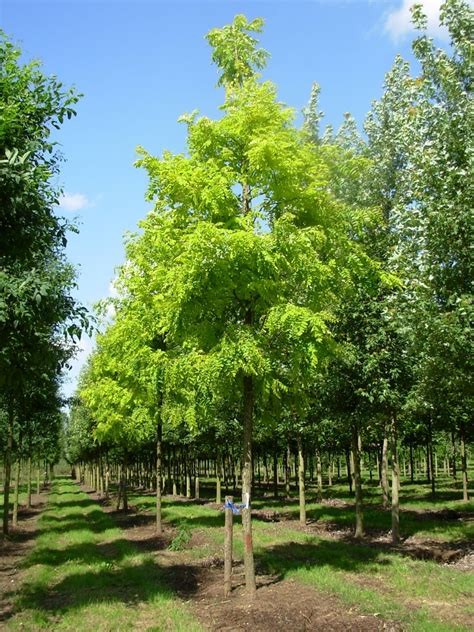 Robinia pseudoacacia 'Frisia' | Robinia pseudoacacia 'Frisia' - Van den Berk Nurseries