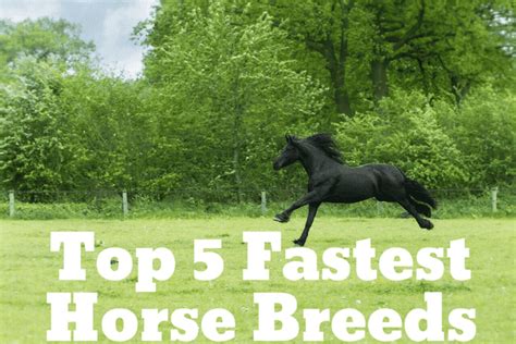 Five Fastest Horse Breeds