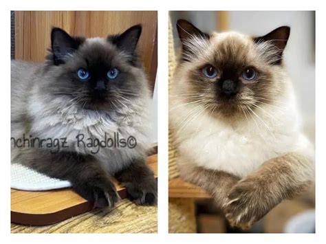 What is a Mink Ragdoll - AB Canada | Ranchinragz Ragdolls