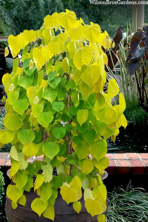 Buy Golden Falls Weeping Redbud Tree | FREE SHIPPING | Wilson Bros ...