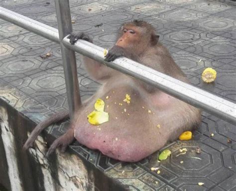 Uncle Fatty the fat monkey released into wild after dramatic weight ...