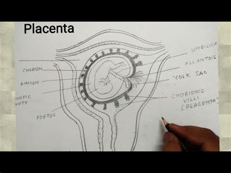 how to draw placenta diagram - YouTube