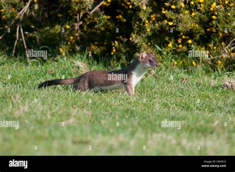 A stoat hunting around the edges of gorse bushes clearly showing black ...