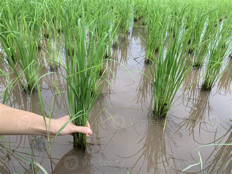 collection of organic rice farm with natural background 9389954 Stock ...