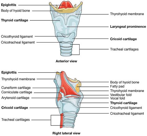 Clinical Cases - Laryngeal Ossification