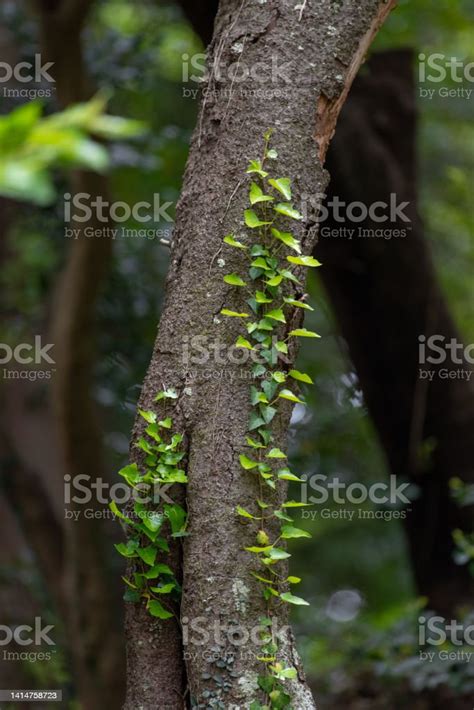 Plant Clinging To Tree Stock Photo - Download Image Now - Backgrounds ...