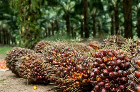 JADI PEMASUKAN DEVISA TERBESAR INI 5 DAERAH PENGHASIL KELAPA SAWIT ...