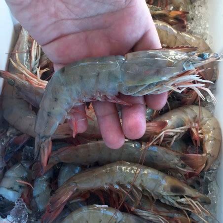 Jumbo size wild caught gulf shrimp U-12 | The Shrimp Net Fish Fresh ...