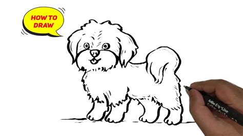 How to Draw a Shih Tzu dog easy and step by step. - YouTube