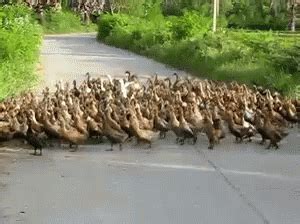 So Many GIF - Duck Ducklings Family - Discover & Share GIFs