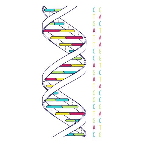 Dna Structure Classroom Activity Clipart