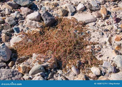 Stone Desert, Flowering Plants Xerophytes, Desert Landscape of a Dried ...