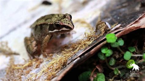 Wood Frog Tadpoles - How Quickly They Grow - YouTube