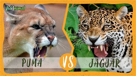 PUMA vs JAGUAR: ¿Cual ganaría? - YouTube