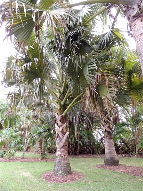 PlantFiles Pictures: Borassus Species, Dimaka, Madagascar Palmyra Palm (Borassus ...