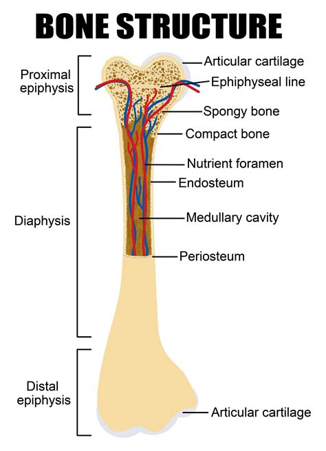 Diagram of human bone anatomy