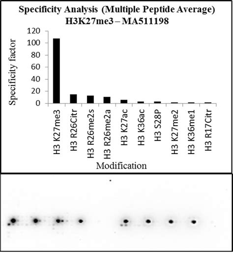 H3K27me3 Antibody (MA5-11198)