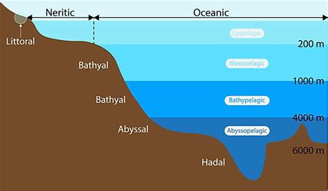 What Type Of Animals Live In The Neritic Zone Of The Ocean? - WorldAtlas