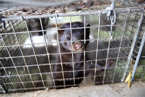 Mink Farming: The Reality of the Mink Fur Trade | Veganuary