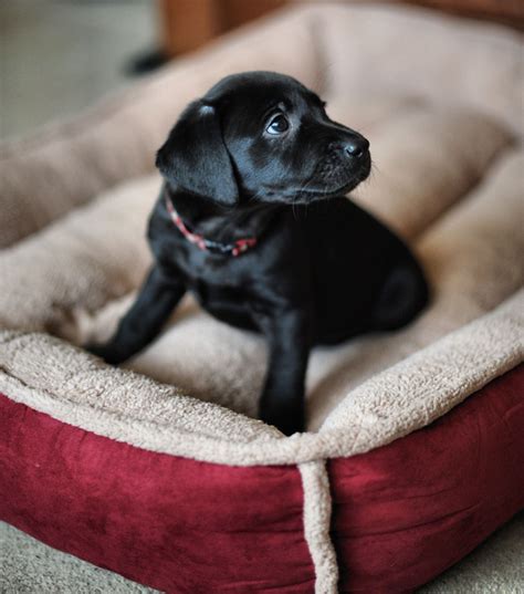 Labrador Beds and Blankets - The Labrador Site