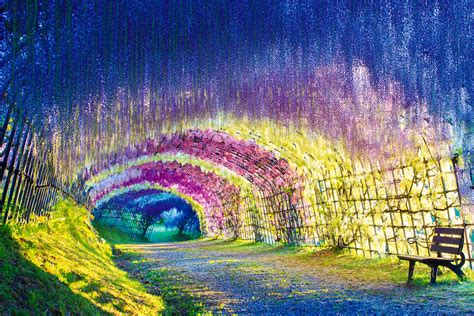 Wisteria Tunnel in Kitakyushu - International Traveller Magazine