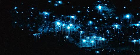 Te Anau Glowworm Caves | RealNZ