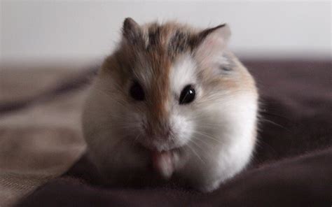 Cute Hamster Wallpaper - WallpaperSafari