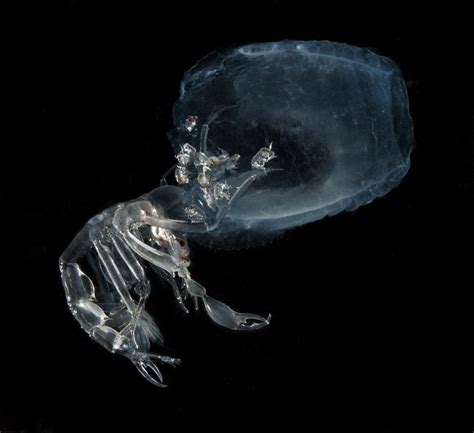 Unlocking the Secrets of 'Invisible' Animals - Atlas Obscura