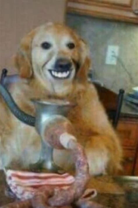 Cursed dog : r/Cursed_Images