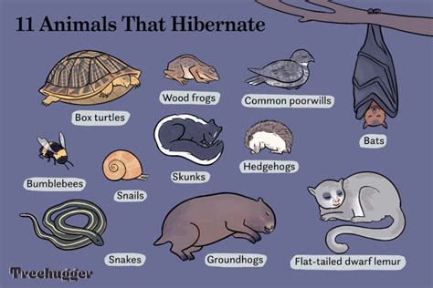 11 Animals That Hibernate That Aren't Bears