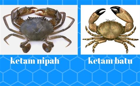 “Ketam nipah halal dimakan” – Majlis Fatwa - Umpan