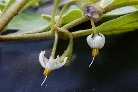 Solanum pseudocapsicum L. | Plants of the World Online | Kew Science