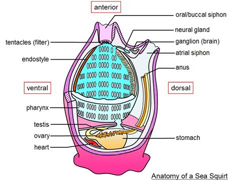 Rio Jewel Cloaca Anatomy