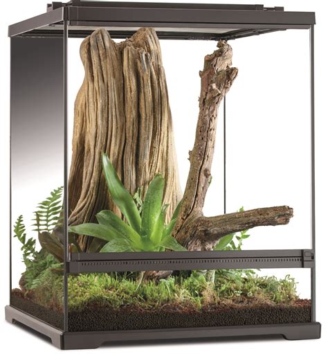 Tree Frog Terrarium - Frogs & Co