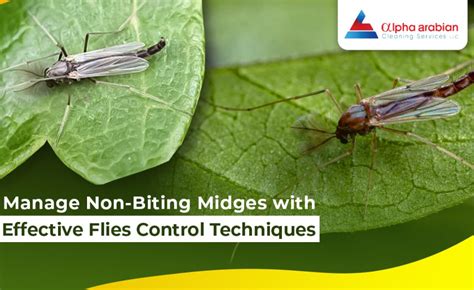 Managing Non-Biting Midges with Flies Control Techniques