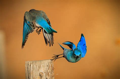 Mountain Bluebirds in Courtship Display, Photograph, Presented as an 16 ...