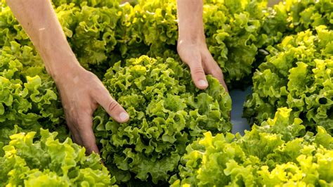 How To Harvest Lettuce - 4 Best Methods