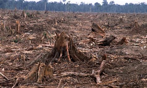 The Human Toll of Cutting Down Trees — The Living Urn