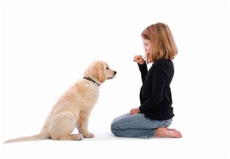 How to Train Your Dog to Sit and Stay | Bullyade is a great treat for dogs